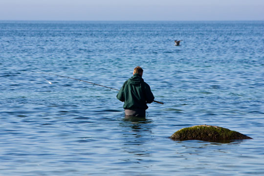 DNA fra �rreder kortl�gger deres livsm�nster