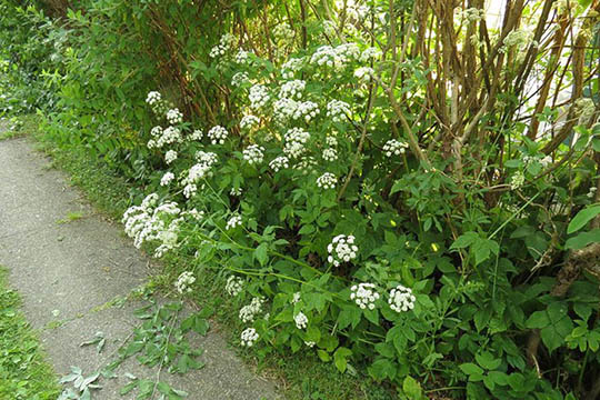 Skvalderk�l til gene og gavn