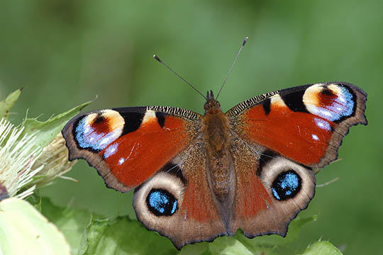 �rets f�rste sommerfugle