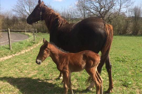 Hingstef�l efter stjernehingst