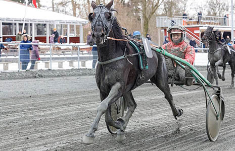 Ingen svensk tiltro til bornholmerhestene