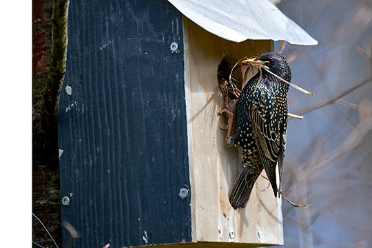 St�ren har v�ret for�rsklar l�nge