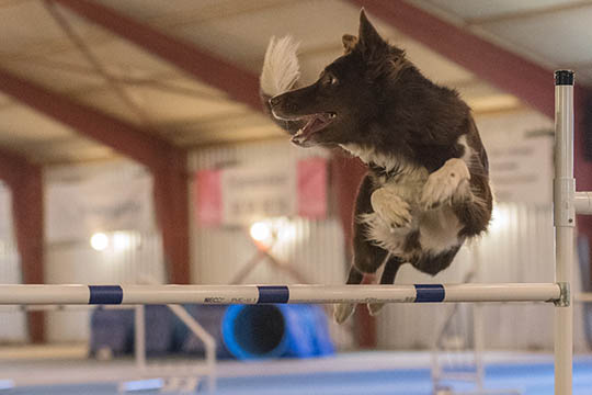 �rets f�rste agilityst�vne veloverst�et