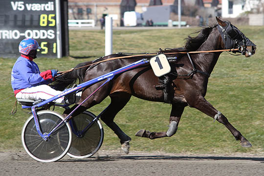 Delvis bornholmskejet hest anden i Malm�