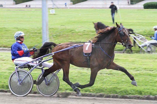 Ny travhest k�bt til Bornholm