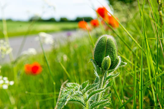 Vejgr�fter og rabatter skal klippes