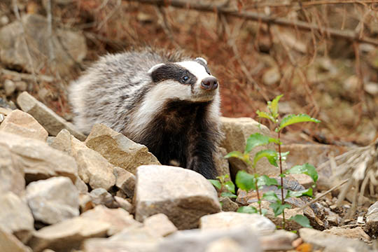 Gr�vling set p� Bornholm