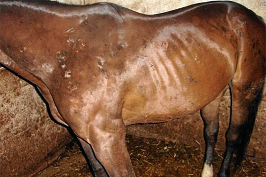 Heste udsat for uforsvarlig behandling