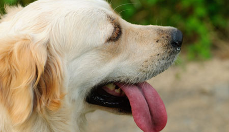 Stor hanhund p� springtur