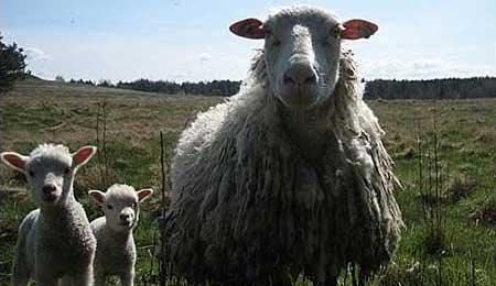 F�r l�b ud af indhegning