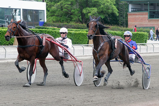 Topchance til bornholmskejet travhest p� Sydhavs�en