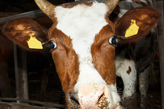 Tre tiltalt i sag om afmagret ko