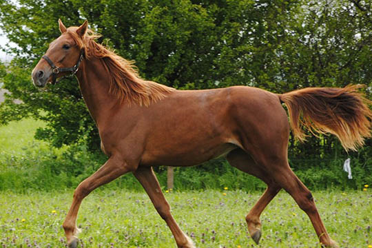 Travselskab afholder unghesteauktion