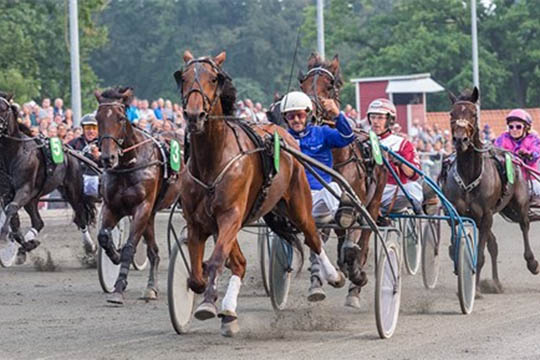 Fem heste i supersprint p� travbanen