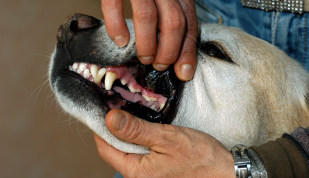 Hunde bed kanin ihjel