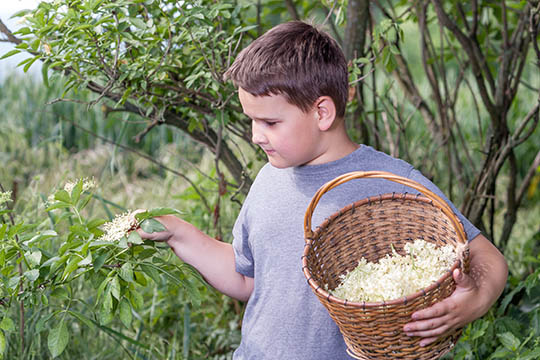 Stegte hyldeblomster er sommerguf