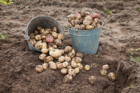 BRK vil ikke st�tte Kartoffelugen