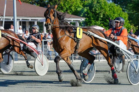 Fartfyldt travhest solgt til Charlottenlund