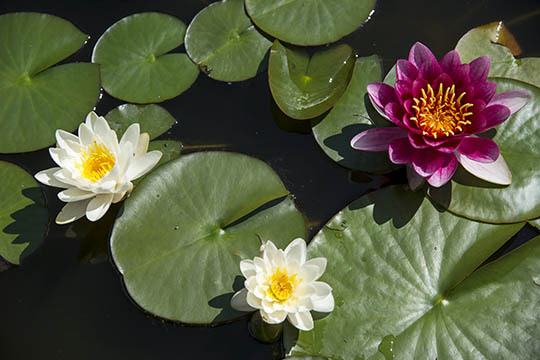 Kamp mod alger og andemad