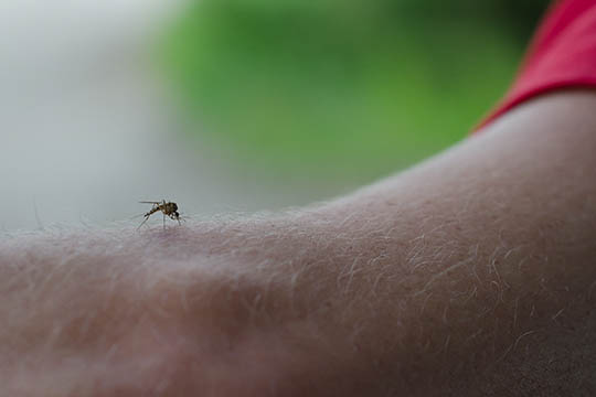 En blodt�rstig sommerplage