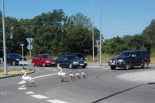 Svanefamilie i eget tempo