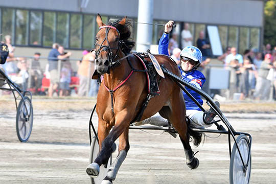 Bornholmskejet travhest til tops p� Falster