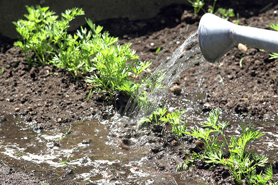 Viden om jord til din have