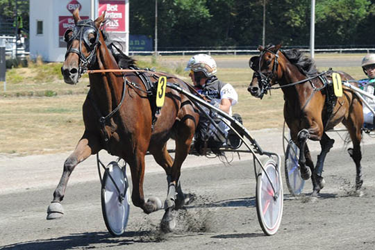 Bornholmske opdr�t i to storl�b i Aarhus