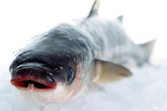 Kender du den tykl�bede multe?