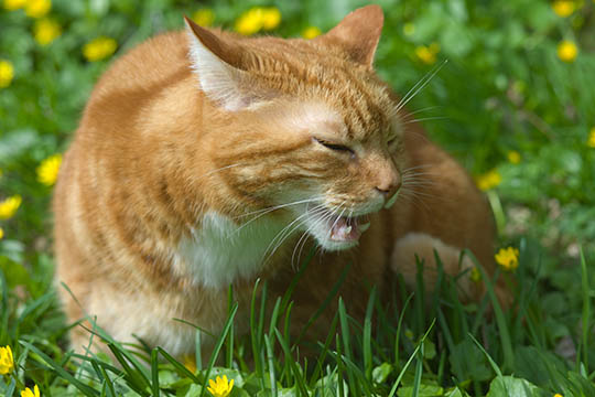 K�ledyr kan ikke bare forlades