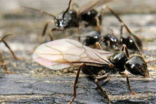 H�js�son for flyvemyrer