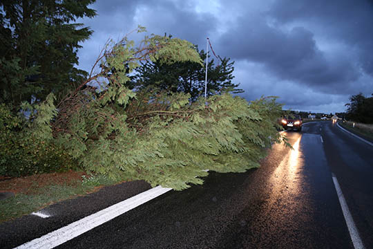 Stort tr� v�ltede i den h�rde bl�st