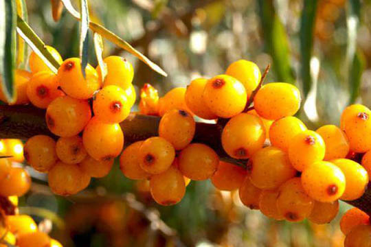 Selvpluk gav penge til kr�ftkamp