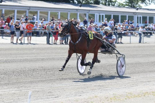 Bornholmsk �rgangshest kastreret