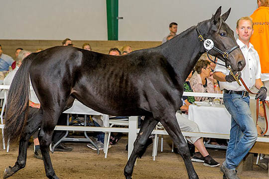 Historisk mange heste fra Bornholm p� derbyauktion
