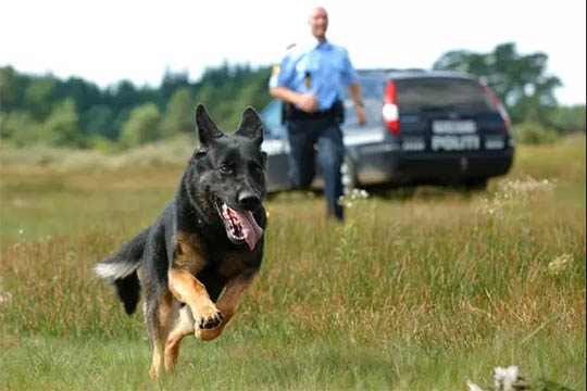 94-�rig dement mand stadig ikke fundet