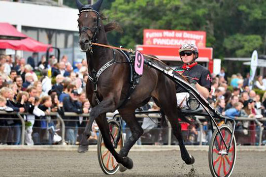 Anpartshest debuterer i ridetravl�b