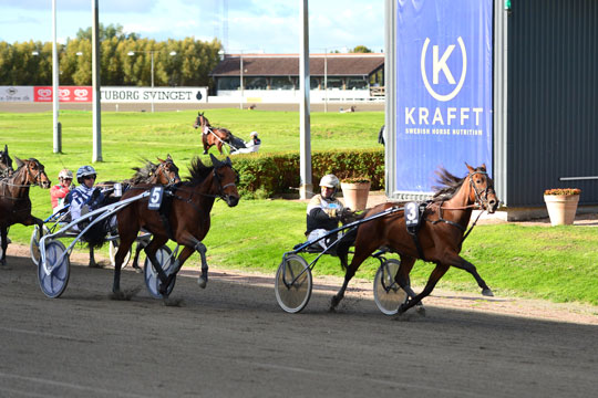 Delejet bornholmsk travhest i kapl�b om 150.000 kr.