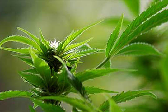 �ldre kvinde atter d�mt for at dyrke cannabis