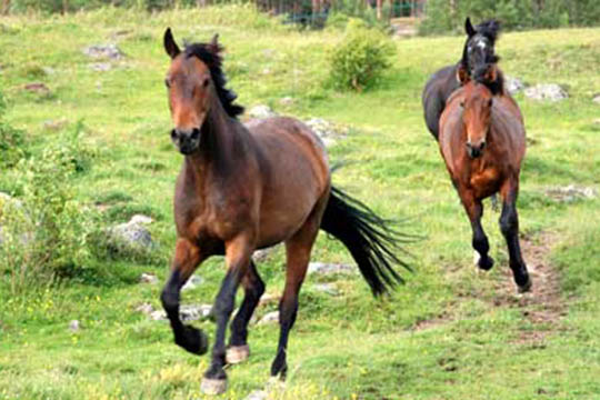 Ny travhest ankommer til midnat