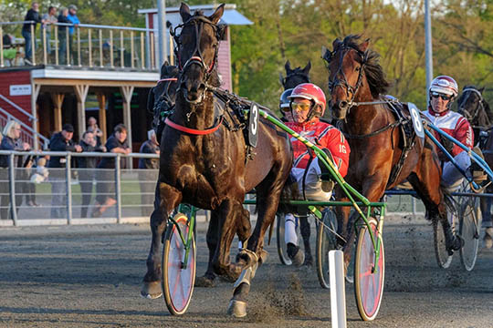 11 heste klar til finalen i Golden League