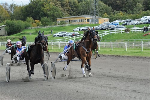 Bronze ved DM til delvis bornholmerhest
