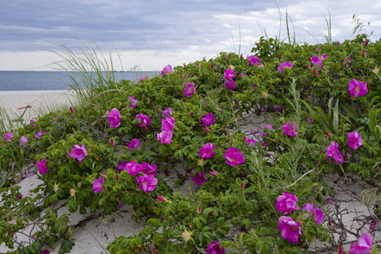 Langt sejt tr�k at fjerne hybenbuske