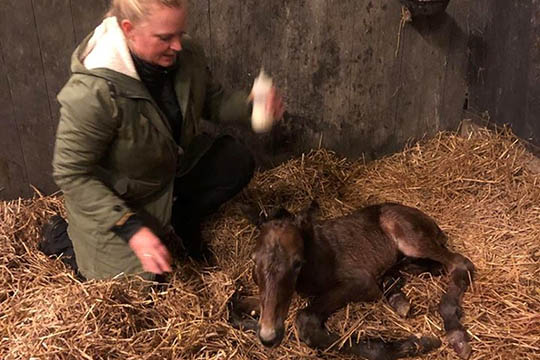 �rets f�rste travf�l