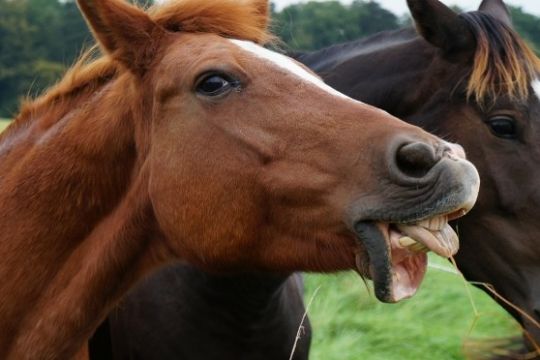 55-�rig tiltalt for misr�gt af heste