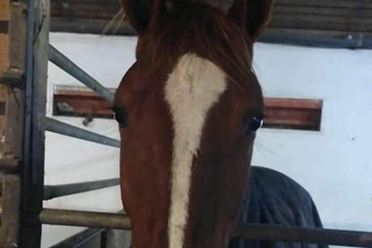 Endnu en hest til Laura og Ulla Pedersen