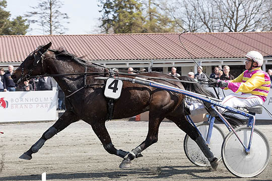 Gammel k�mpe stopper p� travbanen