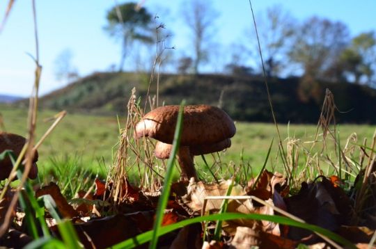 Pluk og spis de rigtige svampe