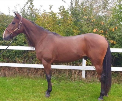 Ny travhest handlet til Bornholm