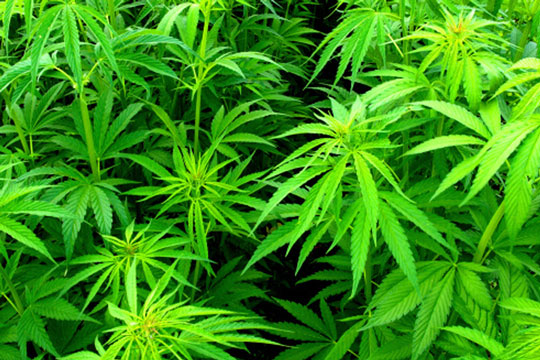 36-�rig mand ville fremstille marihuana